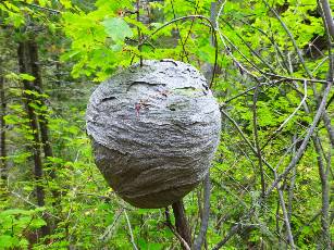 wpecos-2014-day6-13  wasp nest.jpg (504814 bytes)